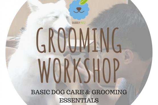 Basic Dog Care and Grooming Essentials